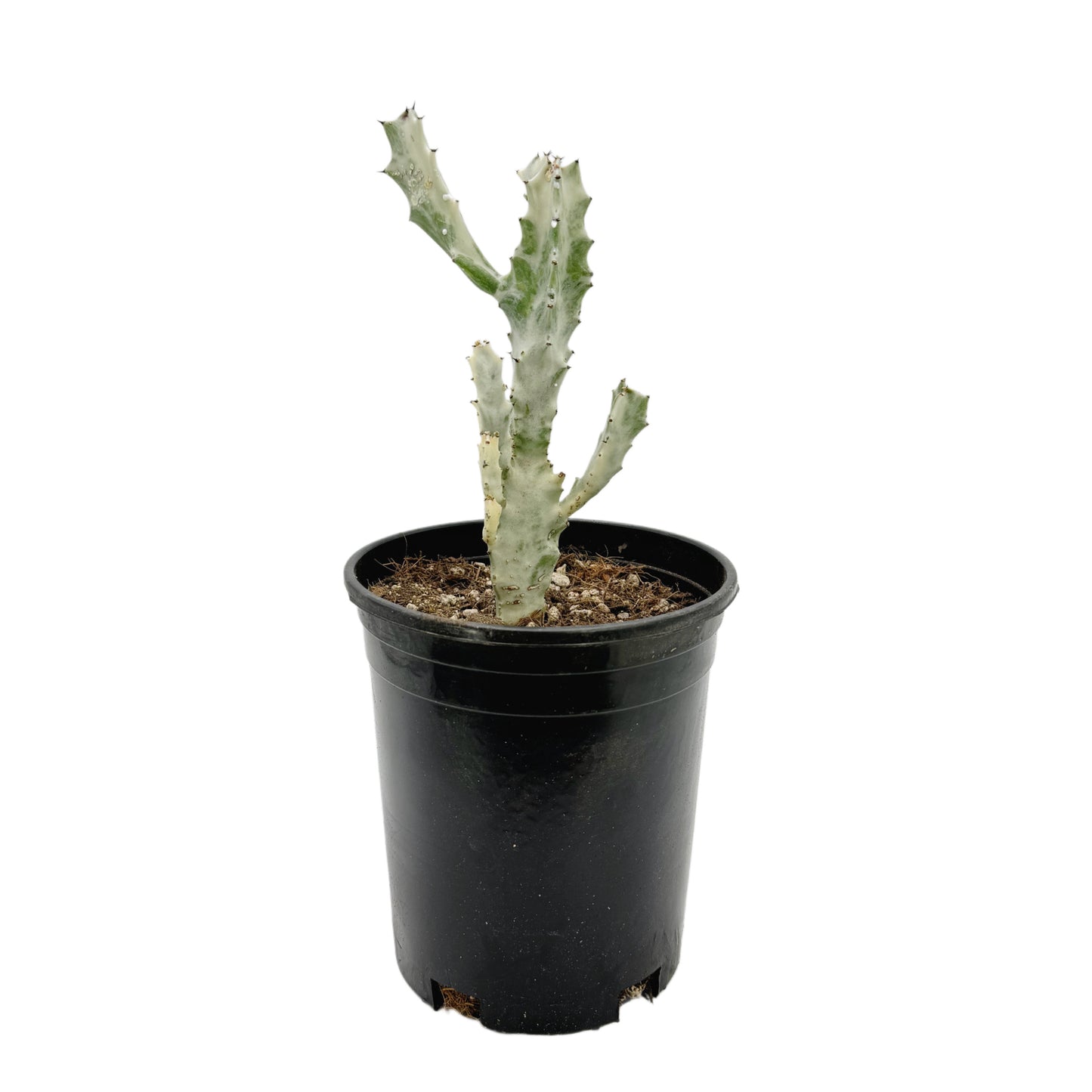 Euphorbia Lactea Variegata | White Ghost Euphorbia