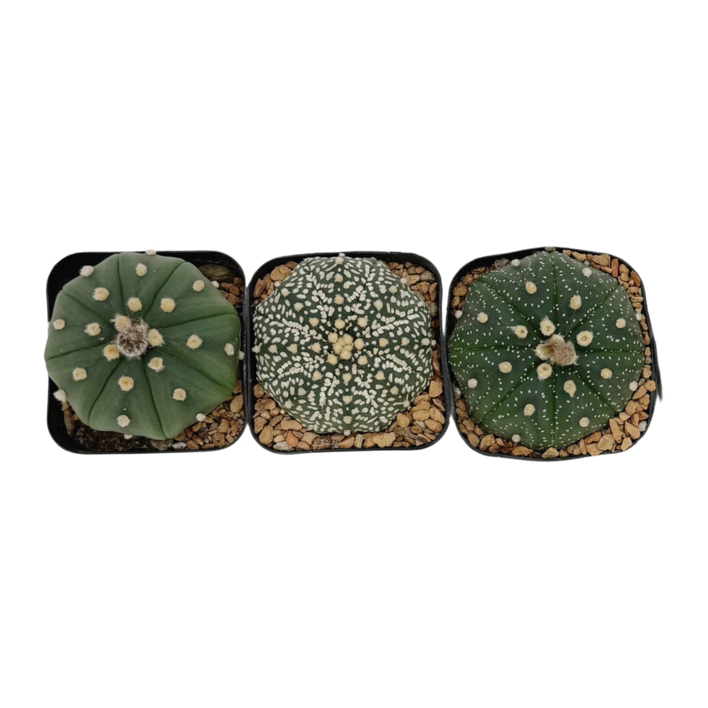 Astrophytum asterias