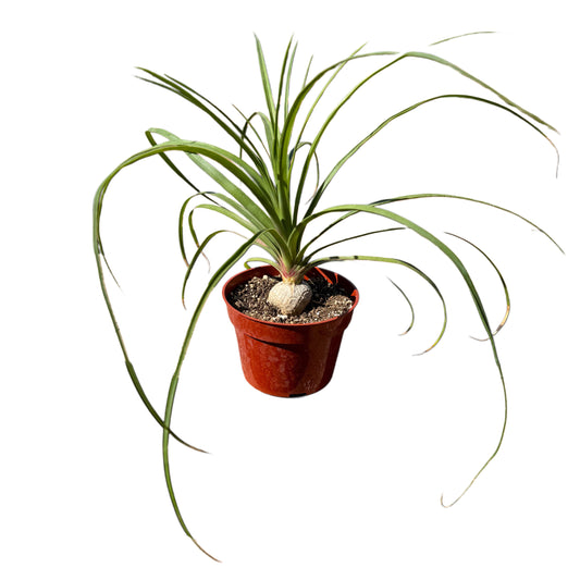 Beaucarnea Recurvata | Ponytail Palm