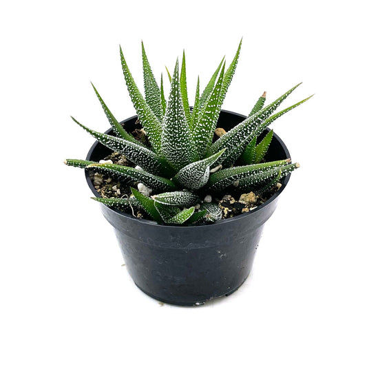 Haworthia Attenuata Concolor