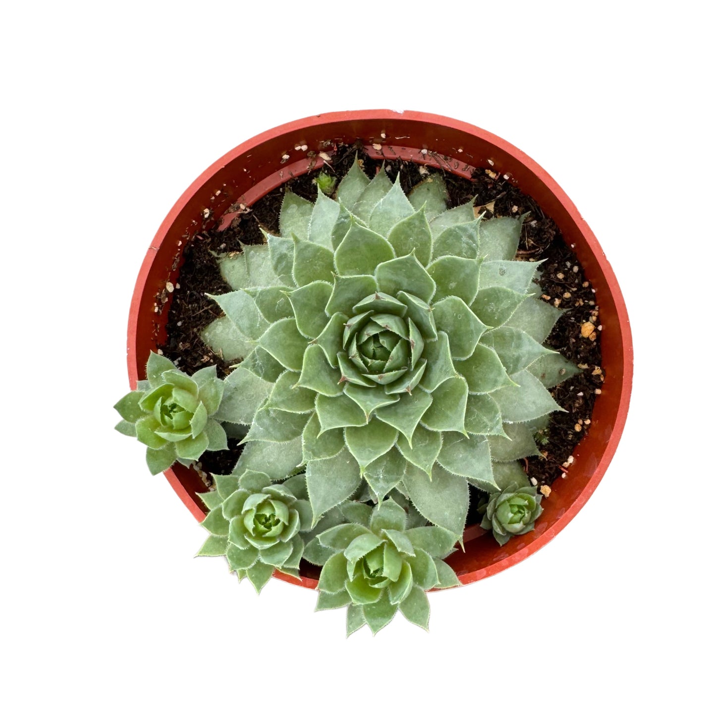 Sempervivum Calcareum | Hen's & Chicks