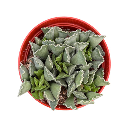 Adromischus cristatus