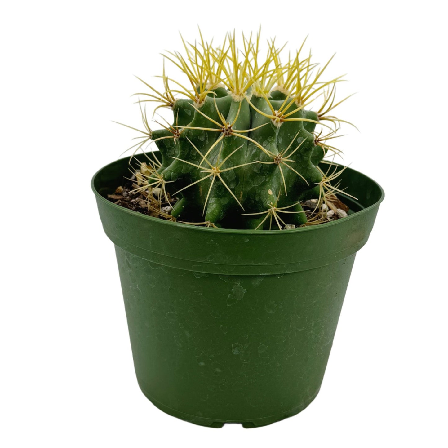 Ferocactus glaucescens | Blue Barrel Cactus