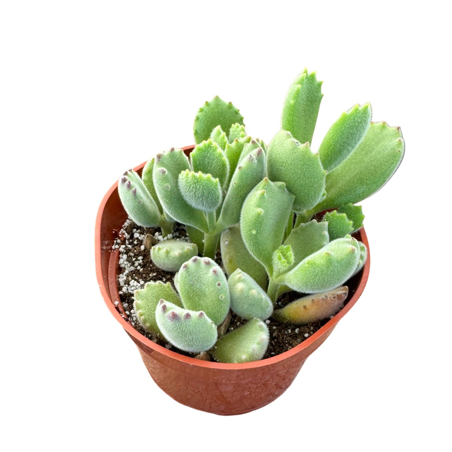 Cotyledon tomentosa | Bear Paw