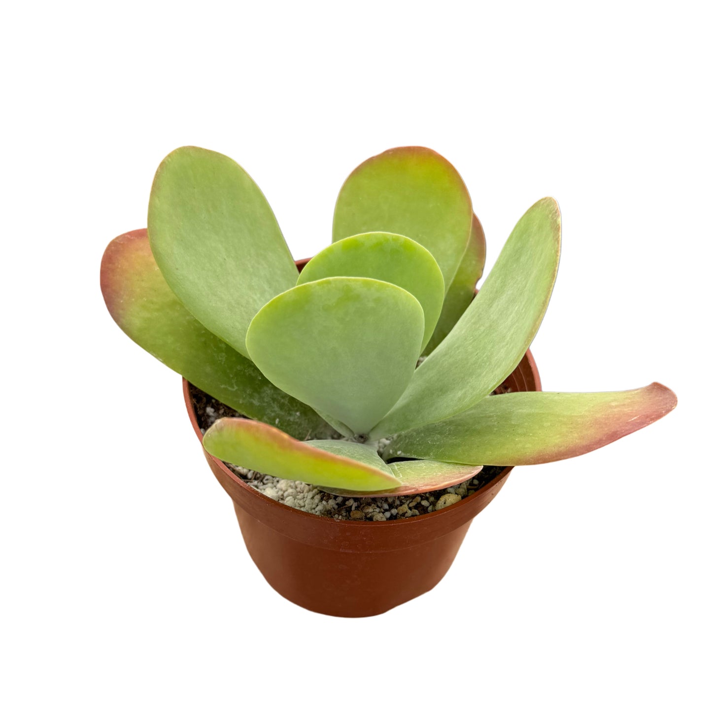 Kalanchoe Luciae | Flapjacks