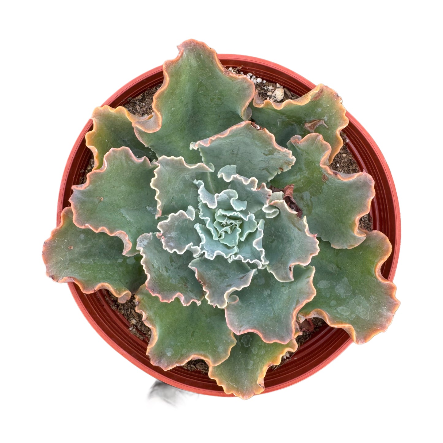 Echeveria Violacina