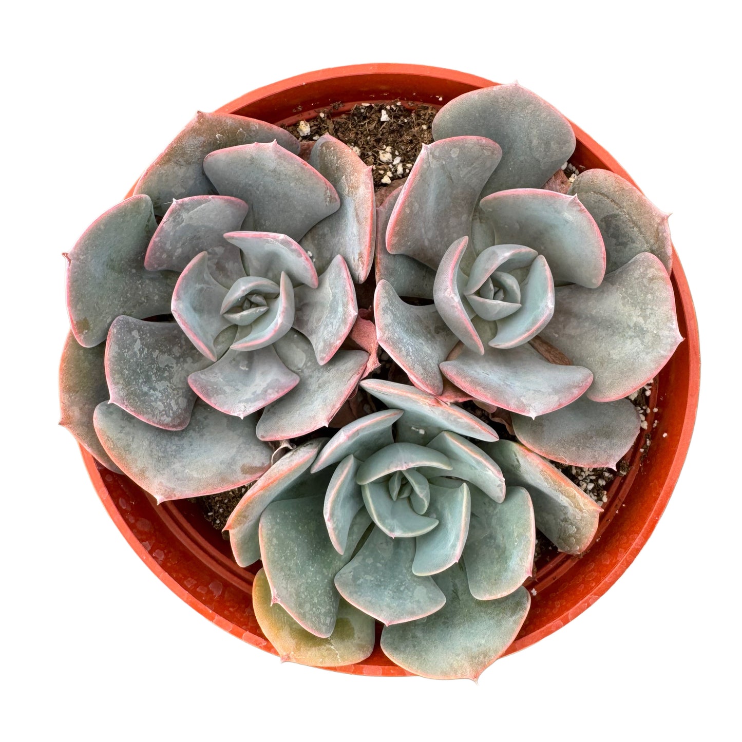 Echeveria Dusty Rose