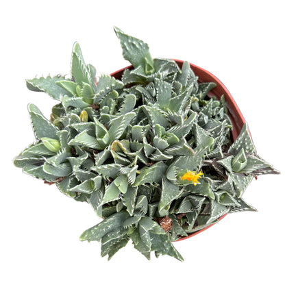 Faucaria felina
