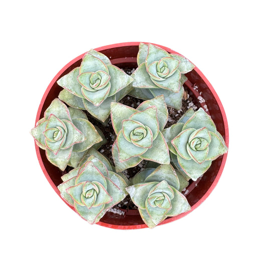 Crassula perforata