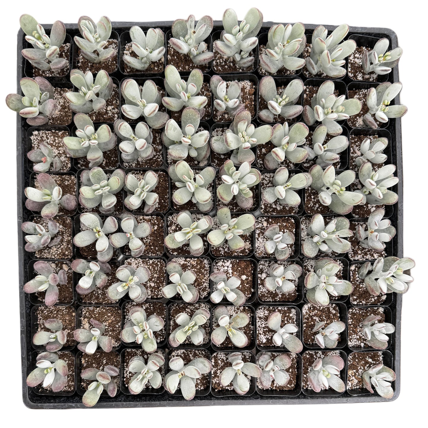 Cotyledon orbiculata 'Ping Pong'