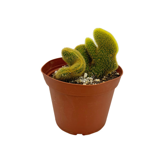 Cleistocactus winteri Cristata | Golden Rat Tail Crested