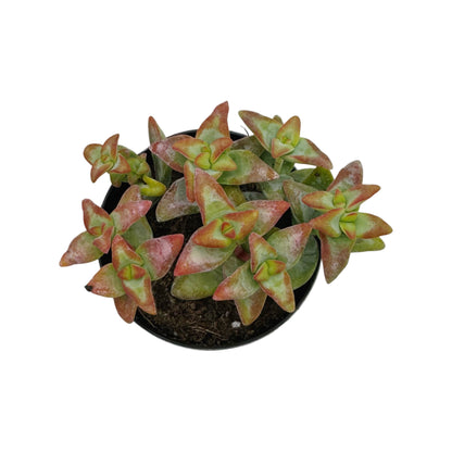 Crassula rupestris 'High Voltage'