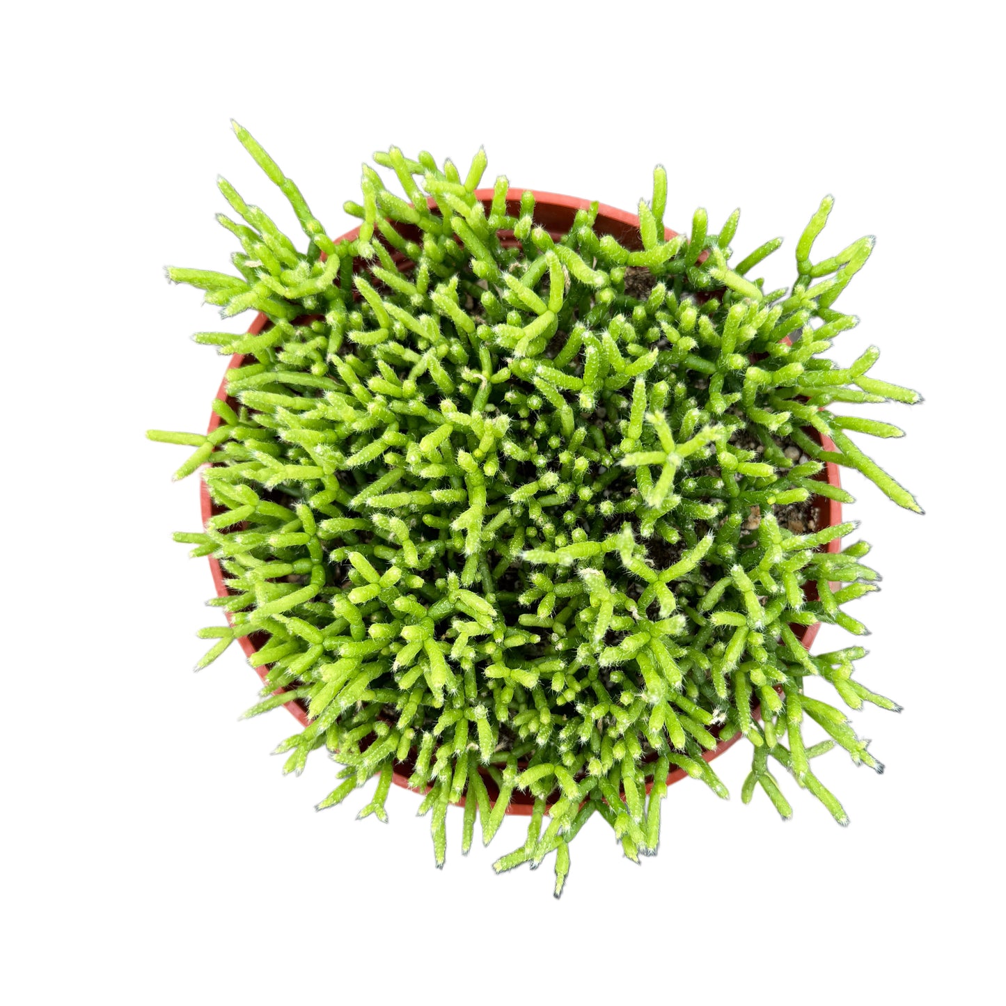 rhipsalis-caccifera-mistletoe-cactus.jpg