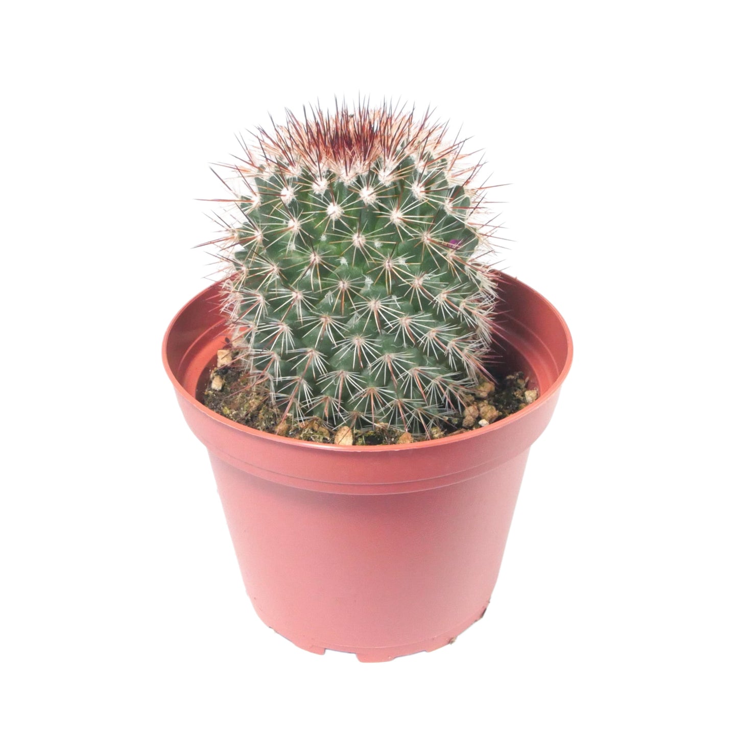 Mammillaria spinosissima | Red-Headed Irishman