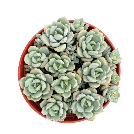 Echeveria Moonglow