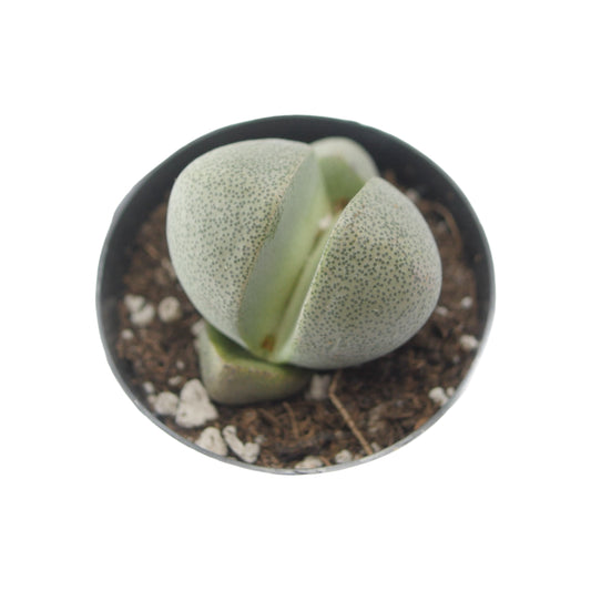 Pleiospilos nelii | Split Rock