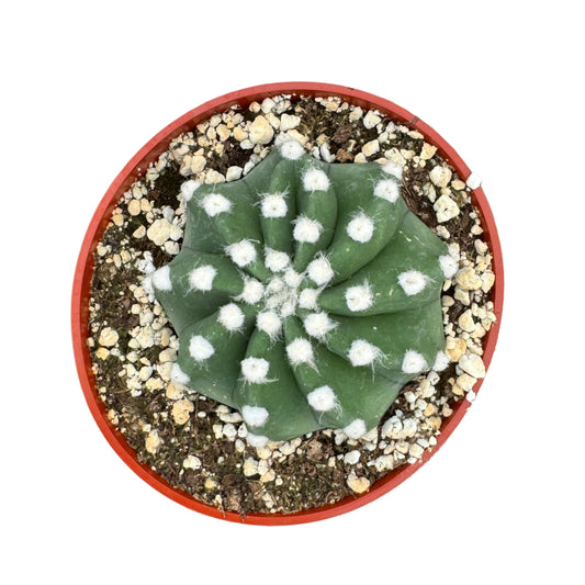 Echinopsis subdenudata | Domino Cactus