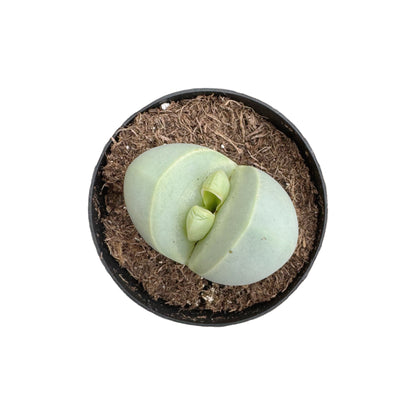 Argyoderma pearsonii