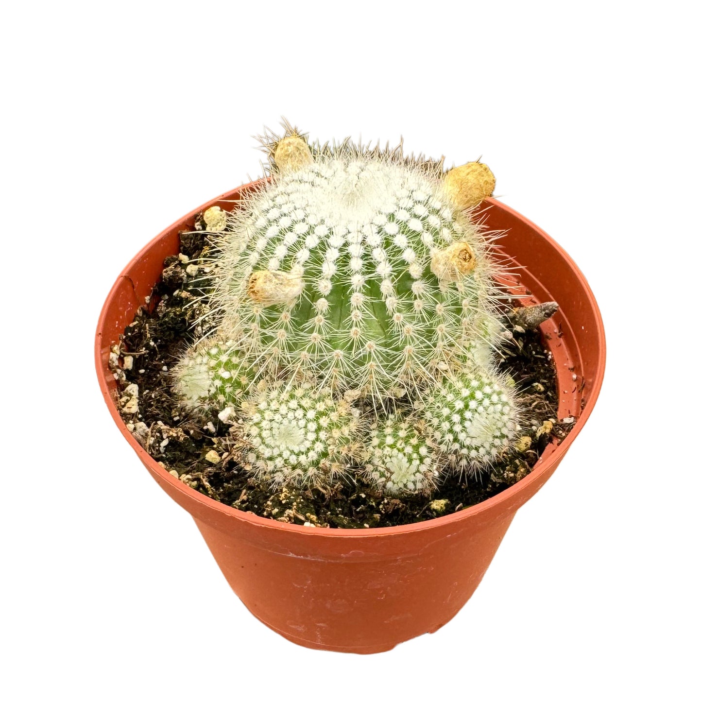 Parodia scopa | Silver Ball Cactus