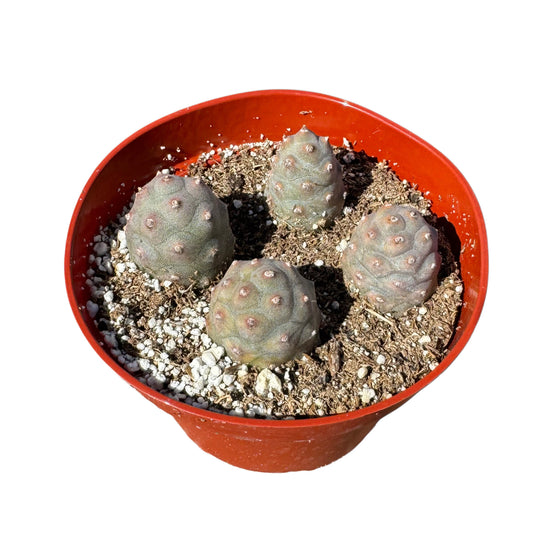 Tephrocactus articulatus | Pine Cone Cactus