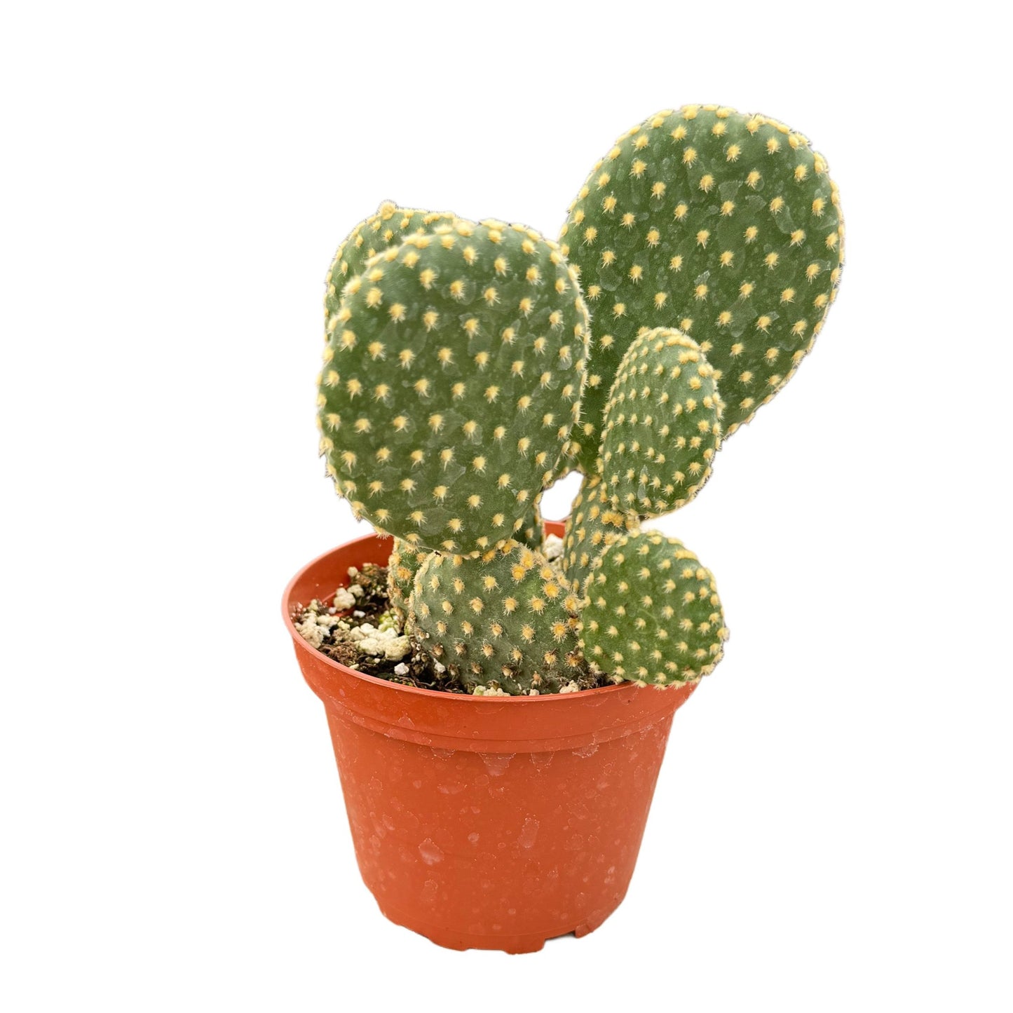 Opuntia Microdasys 'Honey Mike' | Golden Bunny Ears Cactus