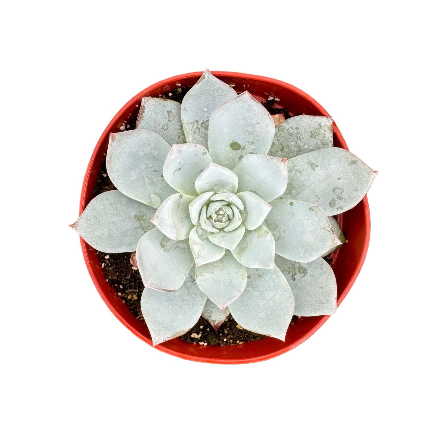 Echeveria Peacockii