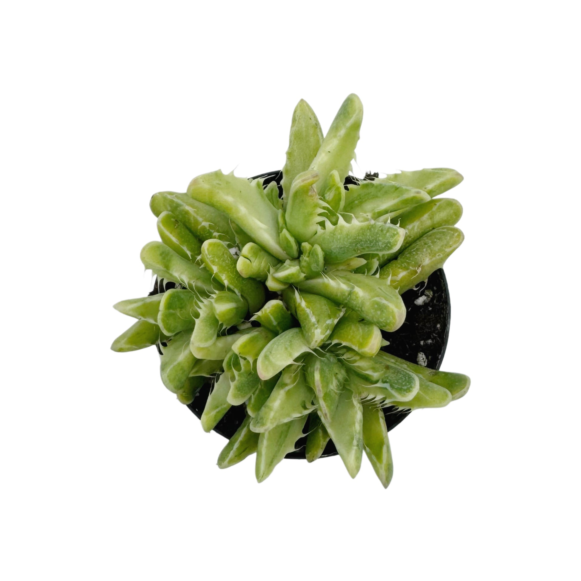 tigrina succulent Faucaria tigrina variegata – Succulent Wholesale