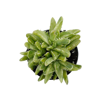 Faucaria tigrina variegata
