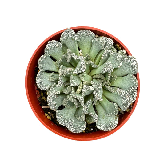 Titanopsis calcarea | Concrete Leaf