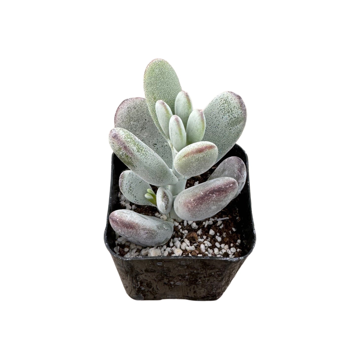 Cotyledon orbiculata 'Ping Pong'