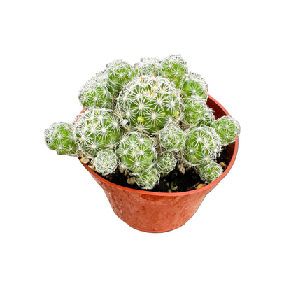 Mammillaria gracilis fragilis