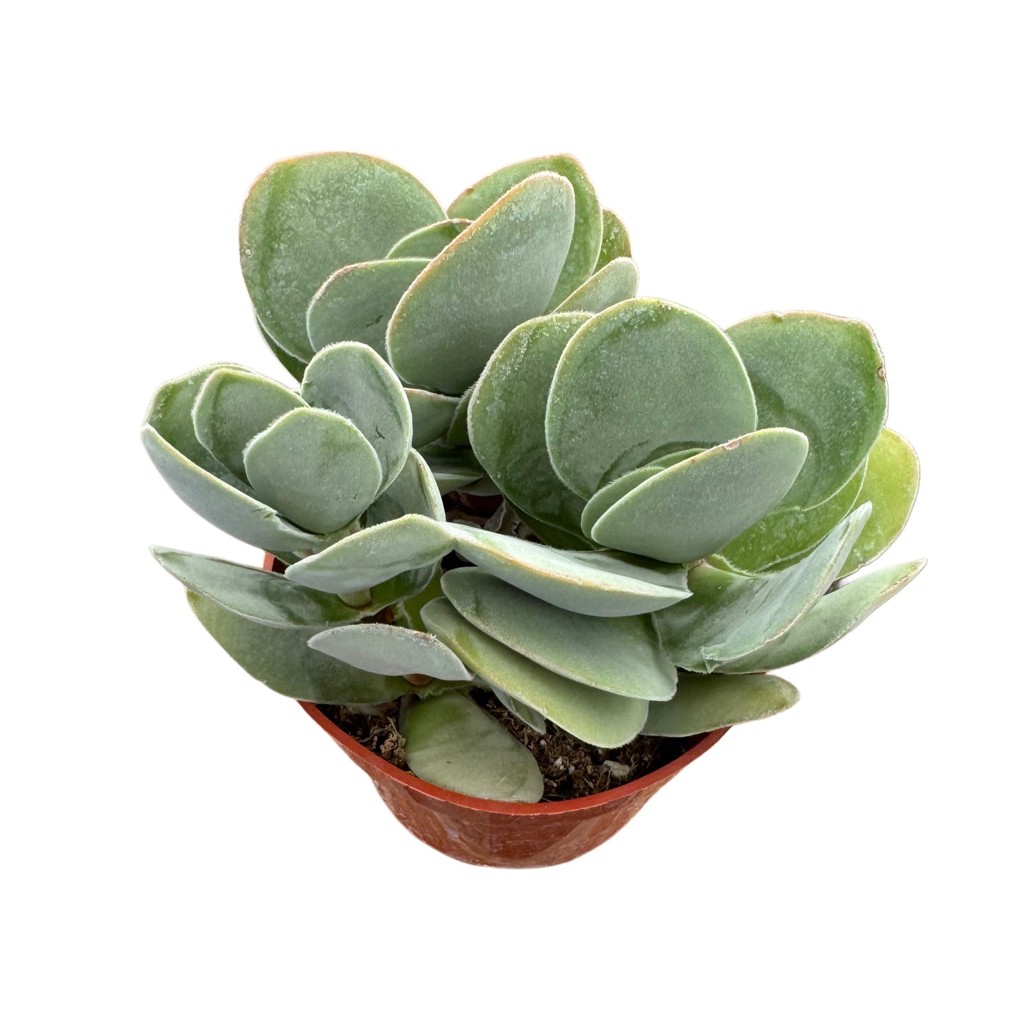 Crassula Dubia | Paddle Plant