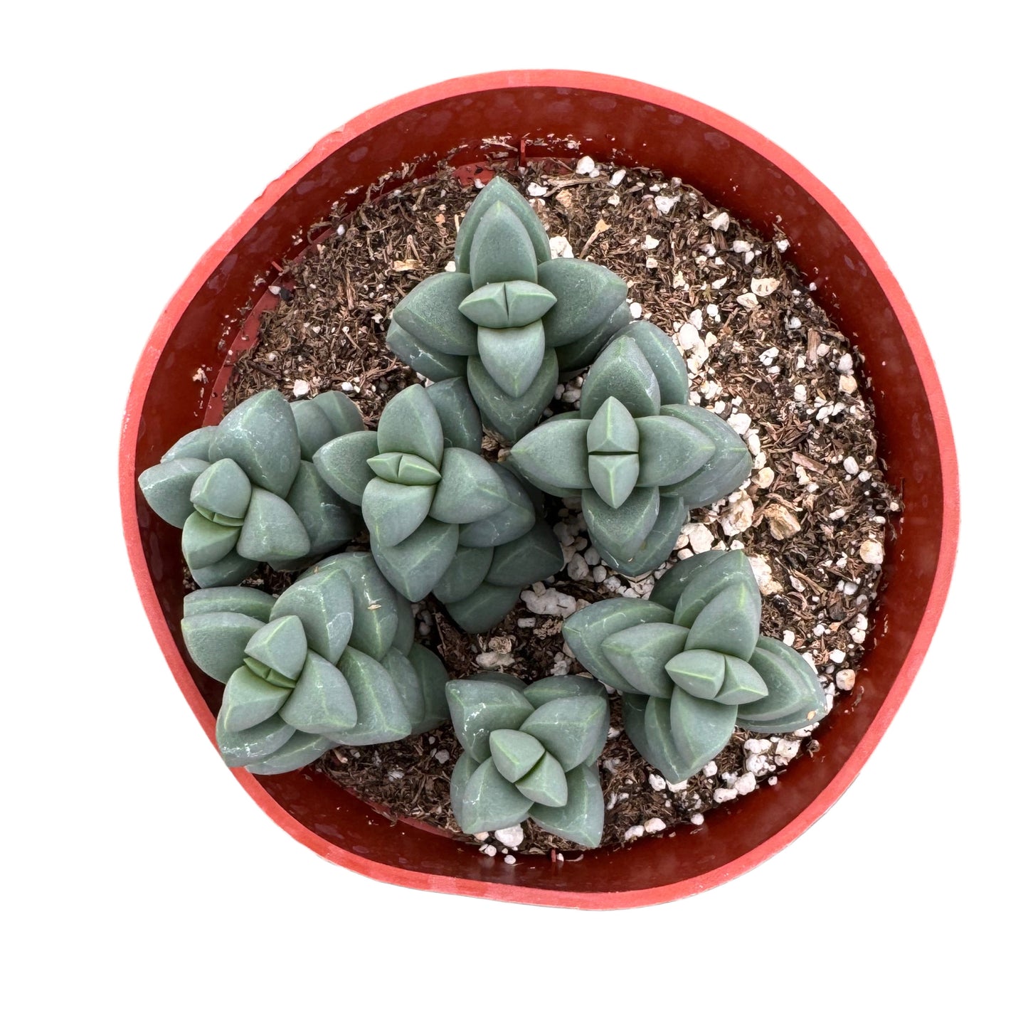 Corpuscularia Lehmannii | Ice plant