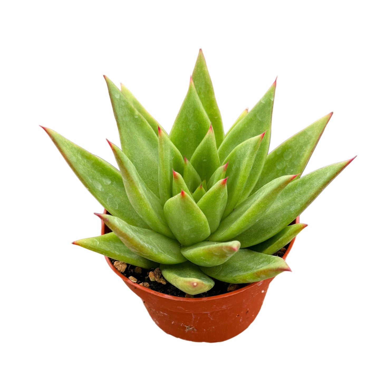 Echeveria Agavoides | Lipstick Plant