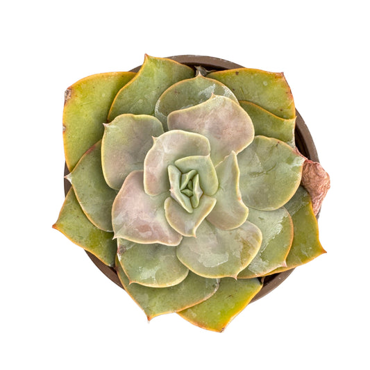 Echeveria Green Pearl