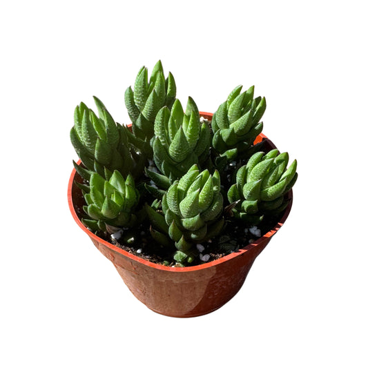 Haworthia resendeana