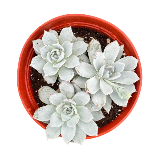 Echeveria Peacockii