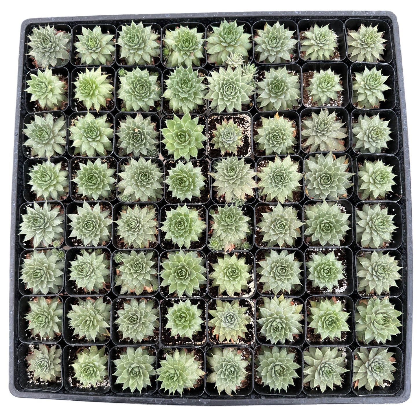 Sempervivum Calcareum | Hen's & Chicks