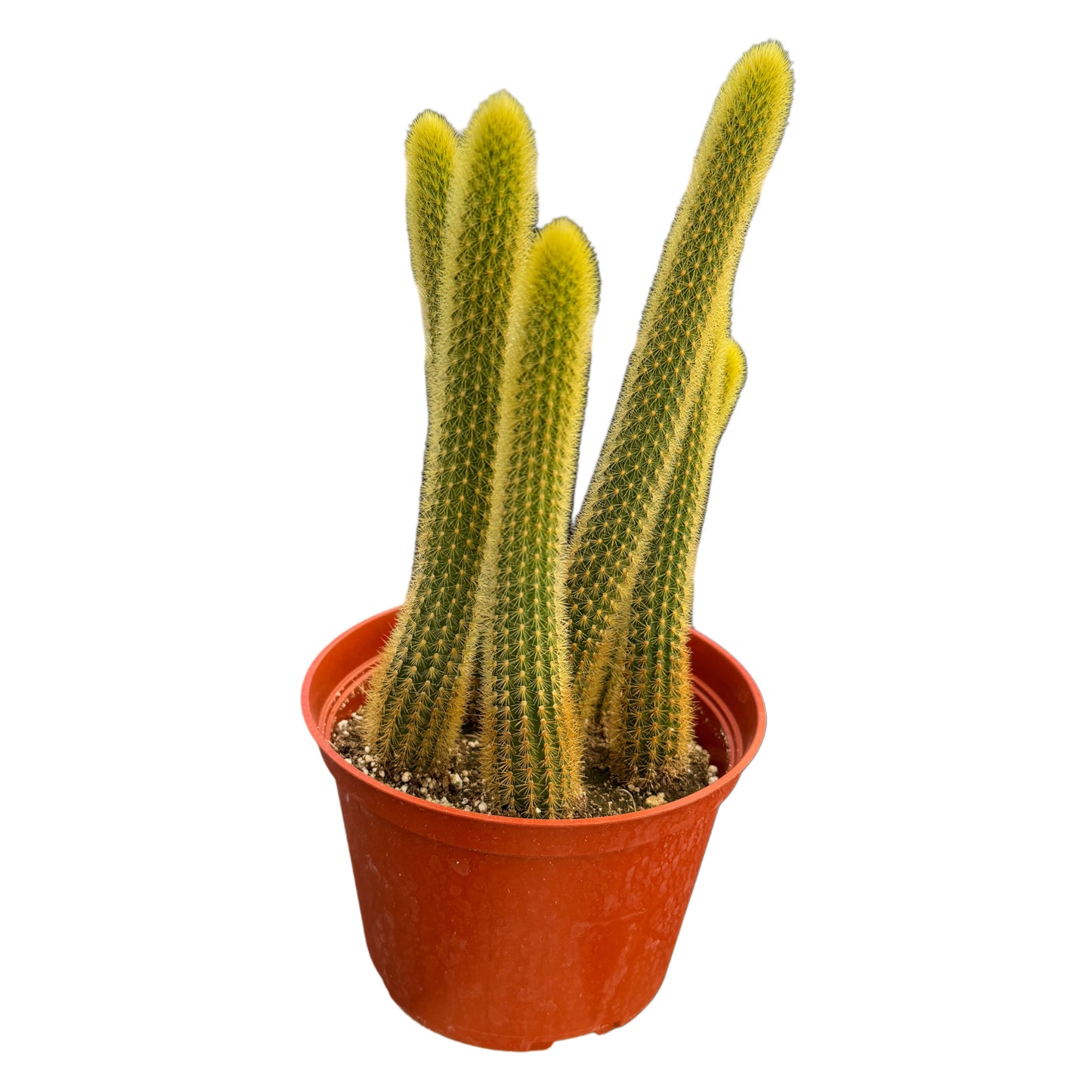 Cleistocactus winteri | Golden Rat Tail