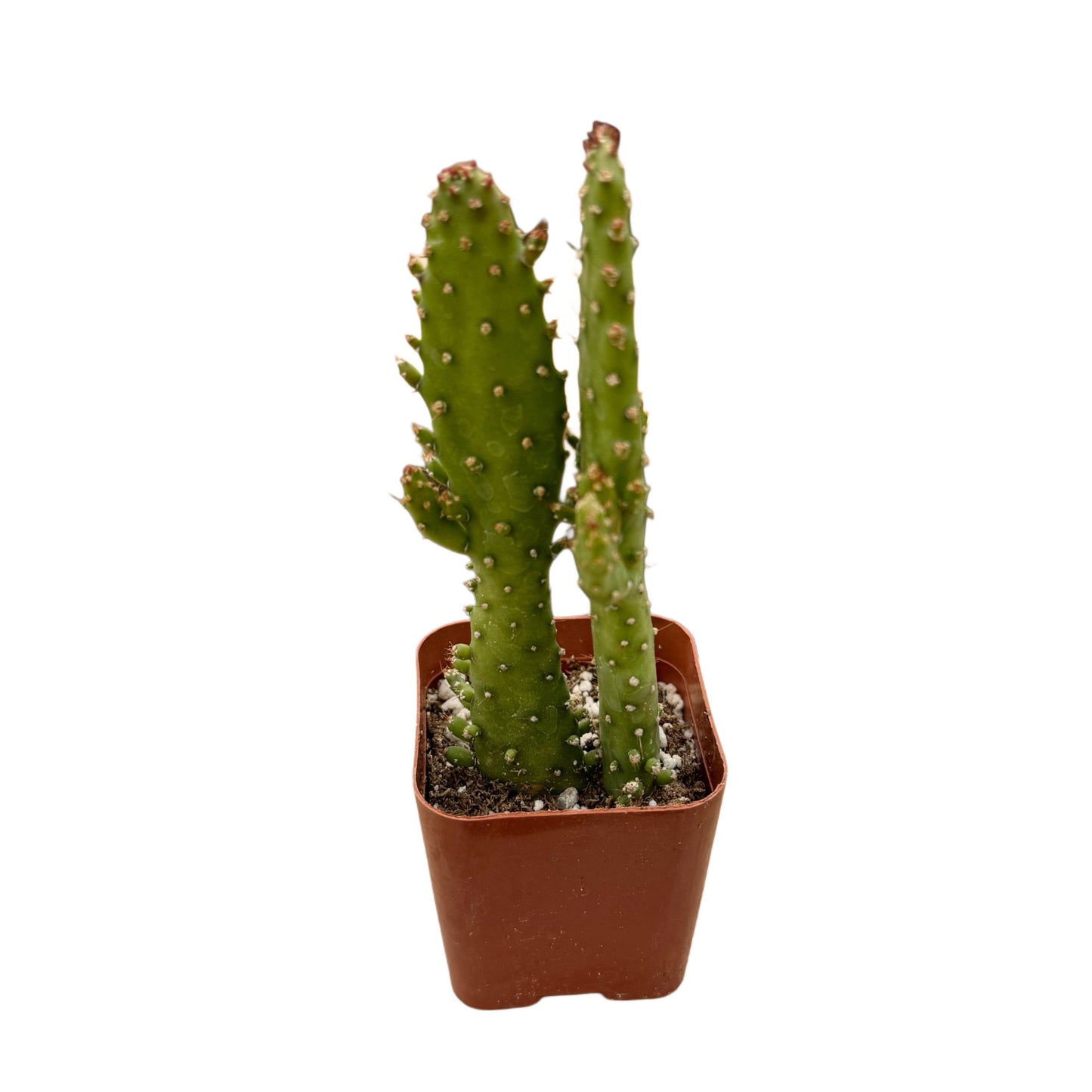 Opuntia monacantha | Joseph Coat Cactus