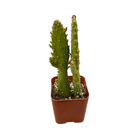 Opuntia monacantha | Joseph Coat Cactus