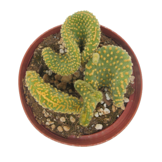 Opuntia microdasys monstrosa | Crazy Bunny Ears