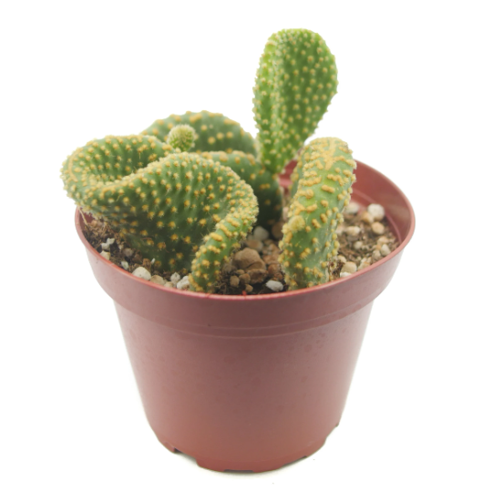 Opuntia microdasys monstrosa | Crazy Bunny Ears